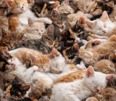 Campagnes de stérilisation