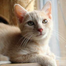 Nos animaux adoptés