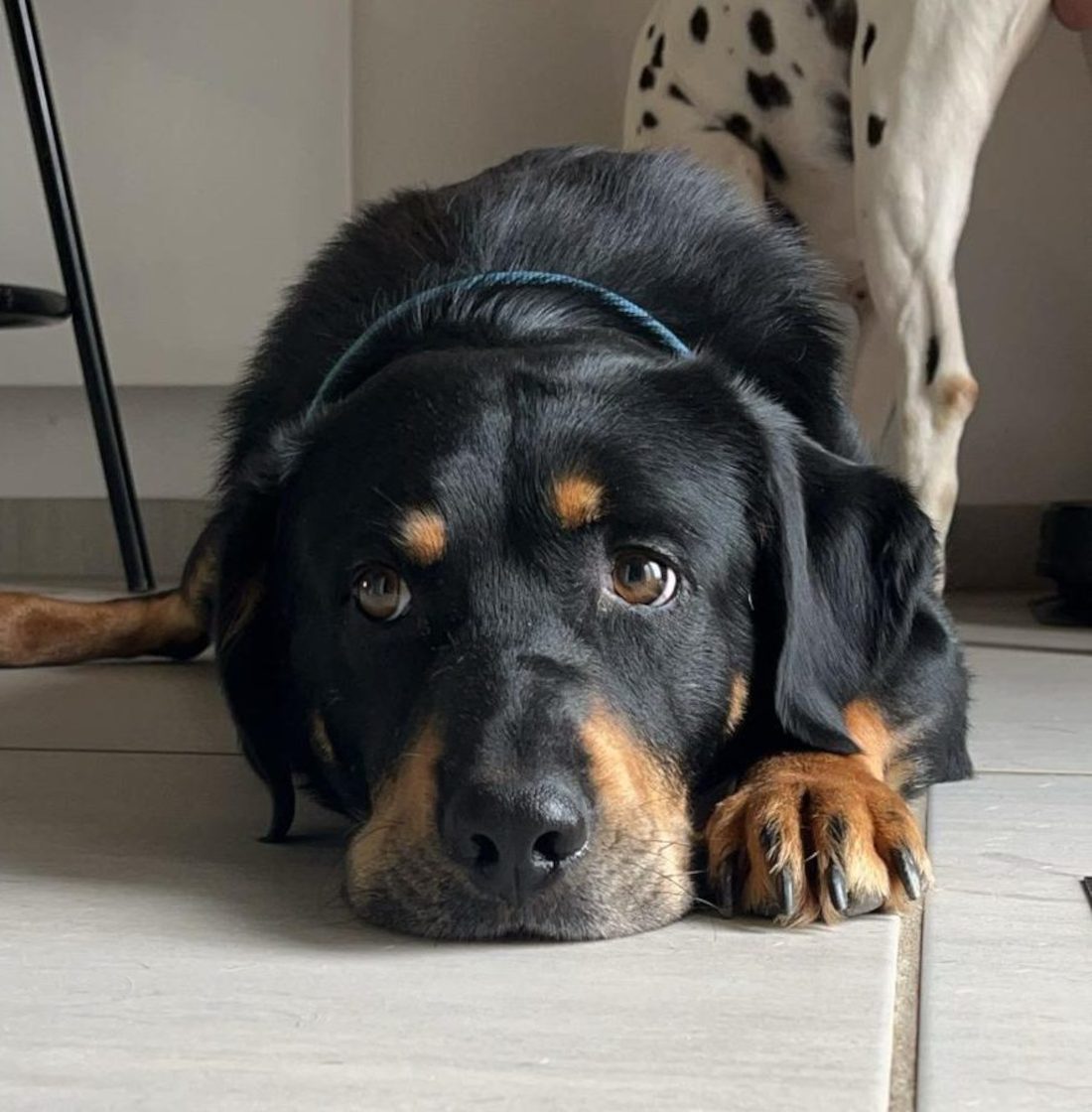 Pirate couché de face