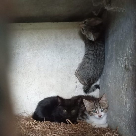 Aline et autres châtons