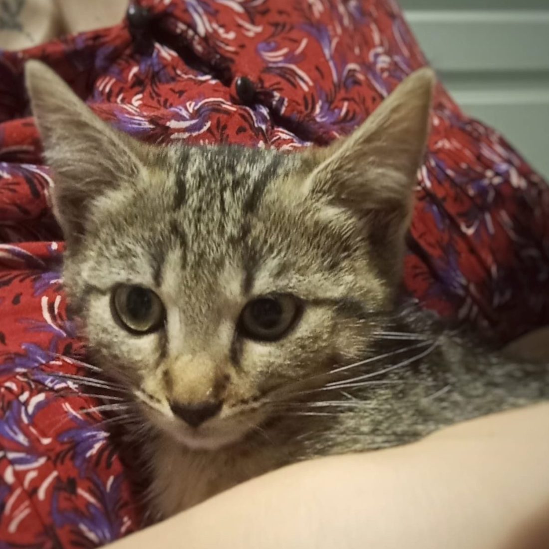 Aline sur une couverture