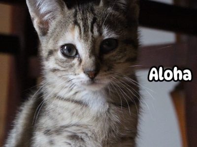 Aloha