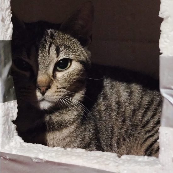 Angoune bien cachée