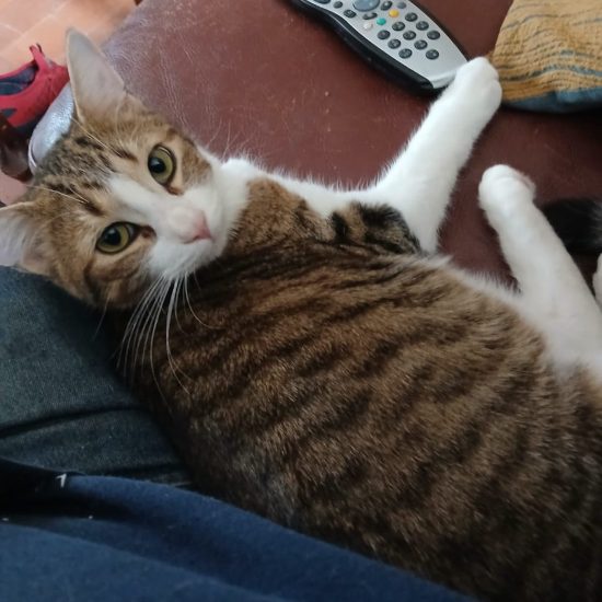 Aristo sur un canape