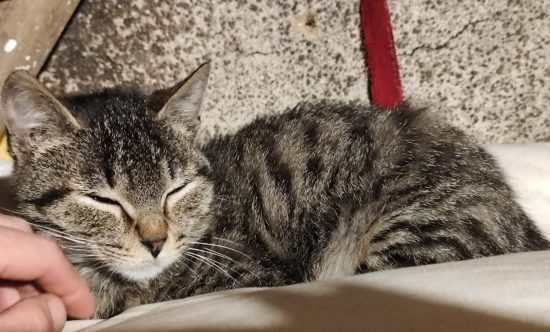 Arkan encor des câlins