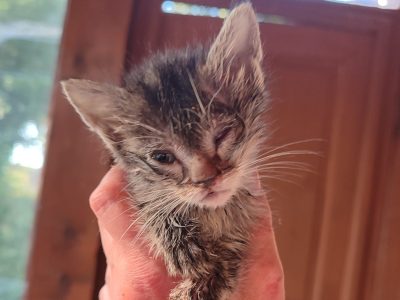 Athéna - Atteinte de coryza