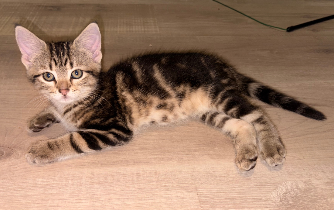 Baya couchée