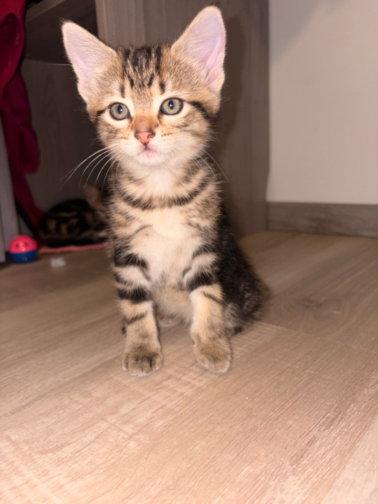 Baya en gros plan