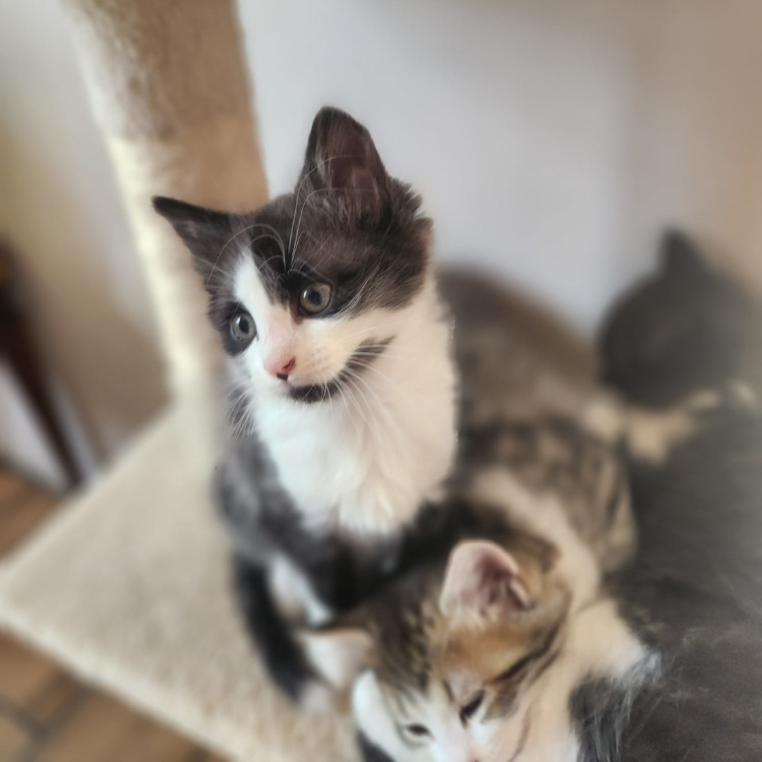 Bella avec ses frères et soeurs