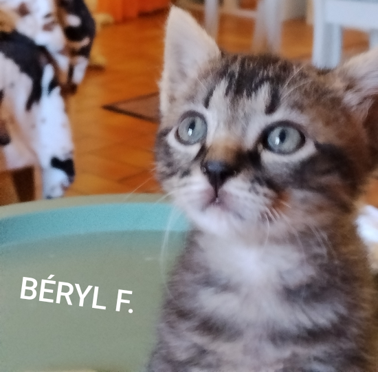 Béryl