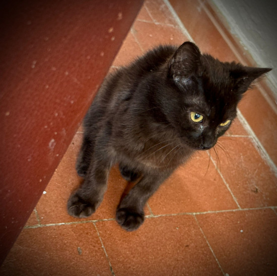 BettyBoo joue