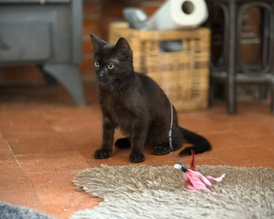BettyBoo avec un jouet