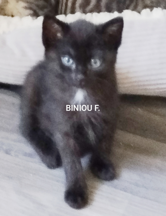 Biniou assise