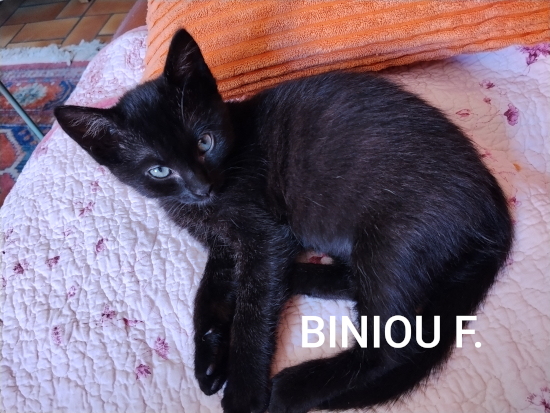 Biniou sur le flan