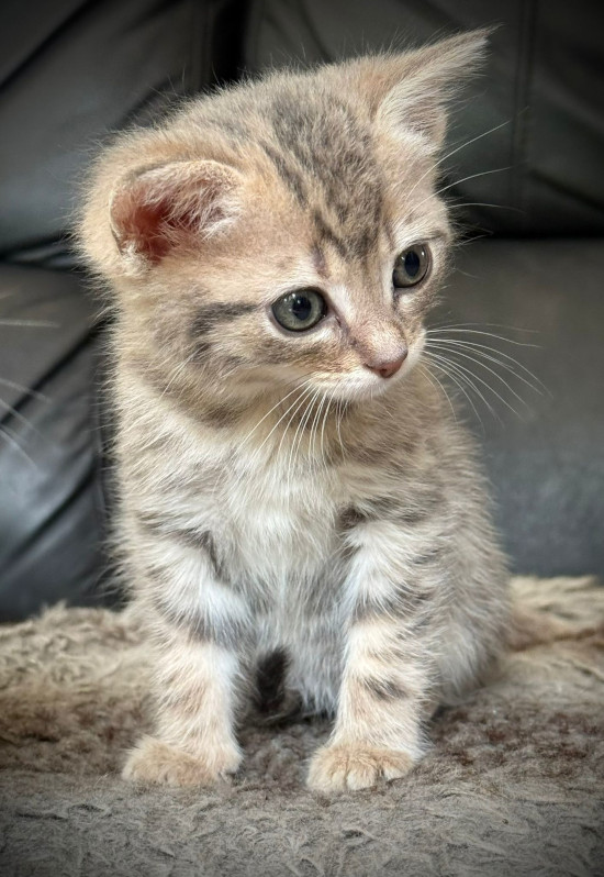 Bonnie assise tourne la tête