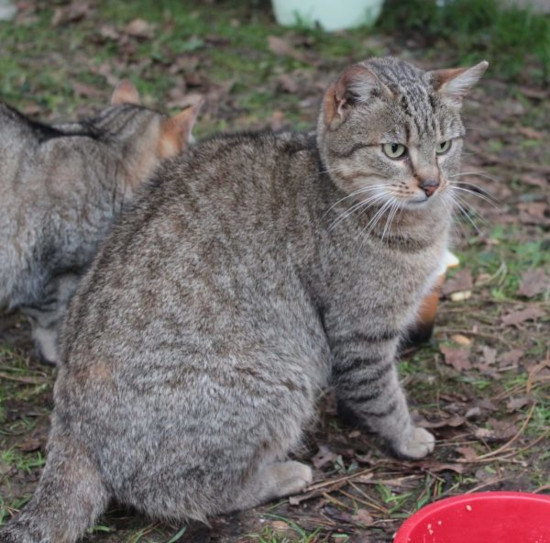 Boulette dans la nature