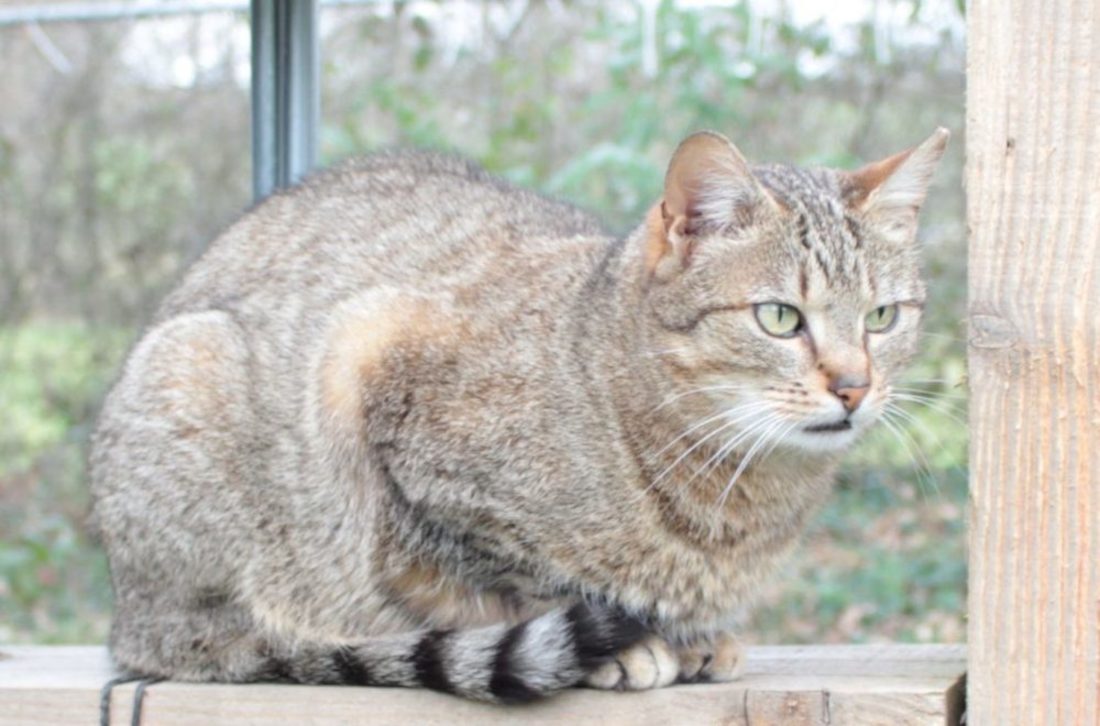 Boulette devant une fenetre