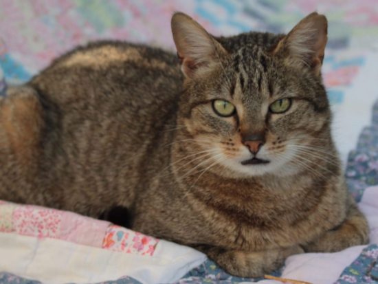 Boulette sur une couette