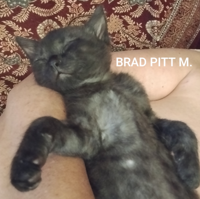 Brad Pit sur le dos