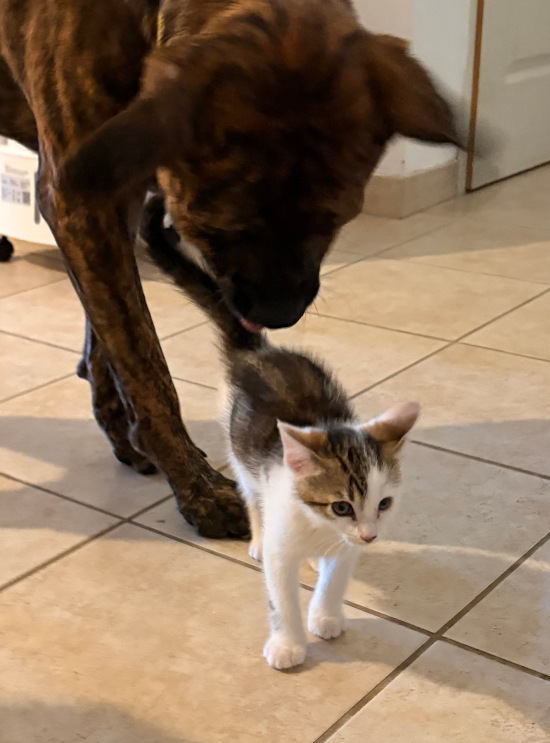 Bulle et chien