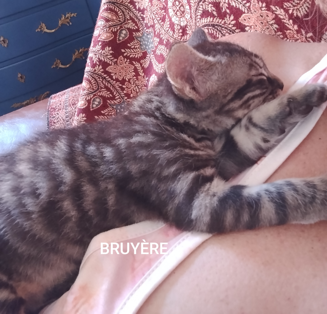 Bruyère allongée