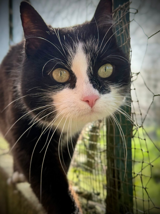 Mimine en extérieur