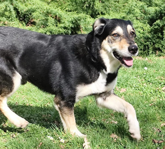 Zouzou trottede cote Assis